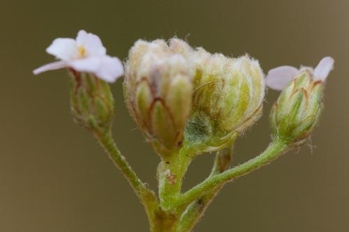 Aceria achilleae