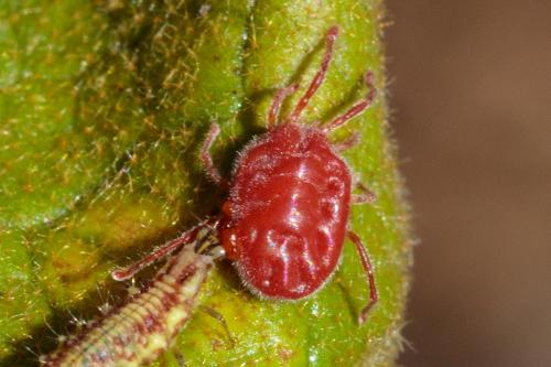 Balaustium sp.