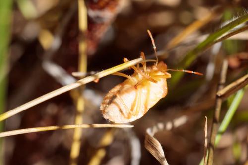 Dolycoris baccarum