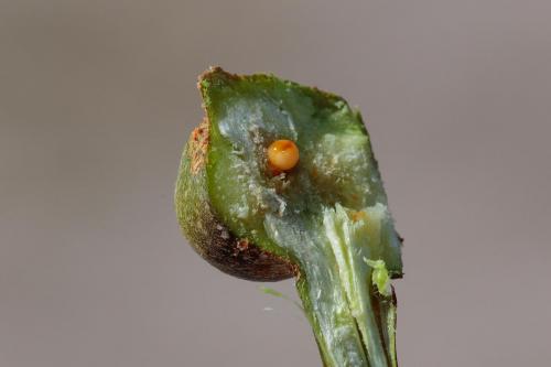 Réf. 239 387 : Rabdophaga salicis