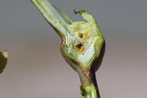 Rabdophaga salicis