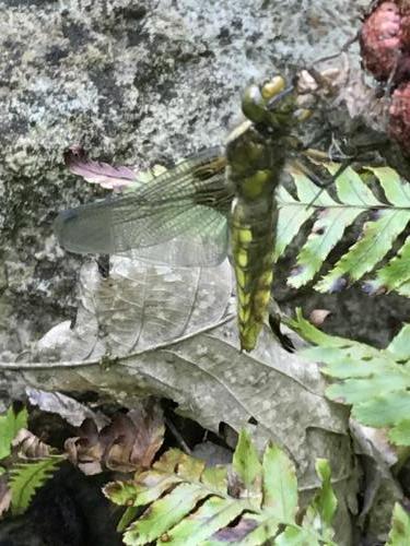Libellula depressa