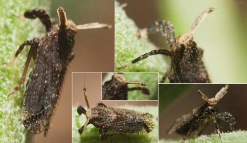 Réf. 239 481 : Asiraca clavicornis