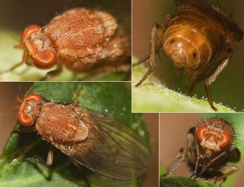 Minettia sp.