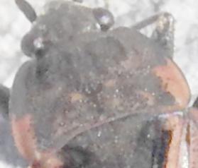 Réf. 239 080 : Rhyparochromus sanguineus
