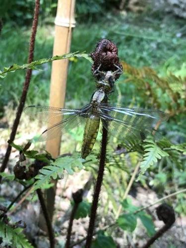 Libellula depressa