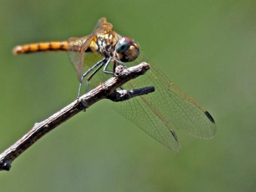 Trithemis annulata