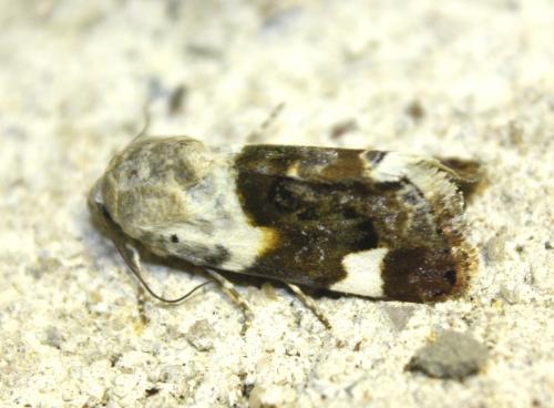 Réf. 239 126 : Acontia lucida