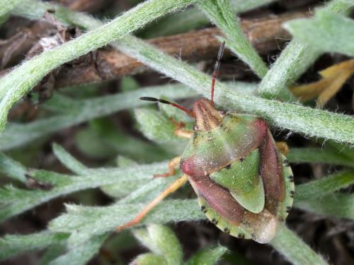 Réf. 239 814 : Antheminia lunulata