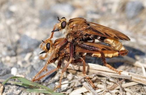 Réf. 239 177 : Asilus crabroniformis