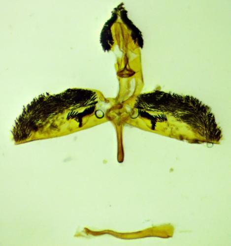 Bembecia iberica