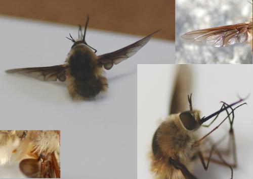 Réf. 239 175 : Bombylius cruciatus