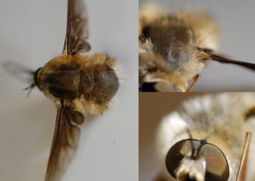 Réf. 239 231 : Bombylius cruciatus