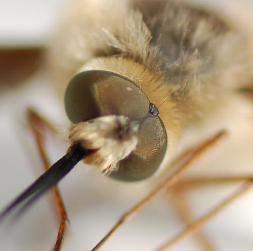 Réf. 239 258 : Bombylius cruciatus