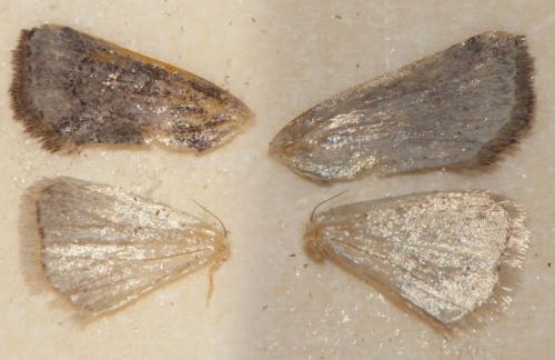 Bryophila sp.