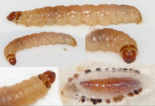 Apomyelois ceratoniae