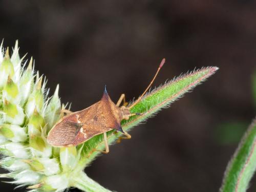 Cletus sp.