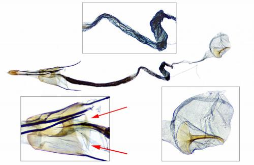 Réf. 239 492 : Coleophora alcyonipennella