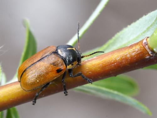 Cryptocephalus variegatus