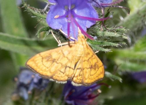 Réf. 239 983 : Anania verbascalis