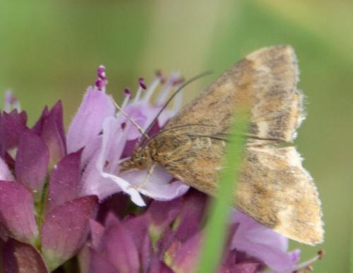 Réf. 239 960 : Pyrausta despicata