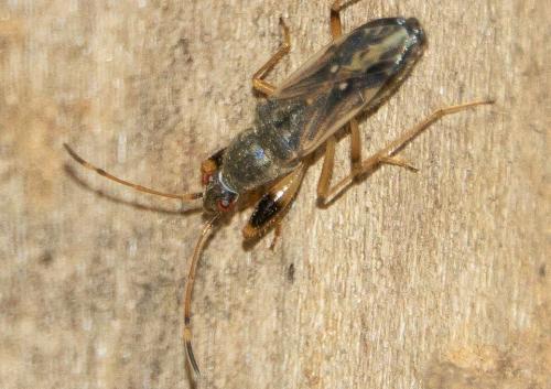Paraparomius leptopoides