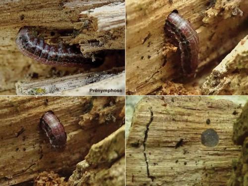 Boudinotiana notha
