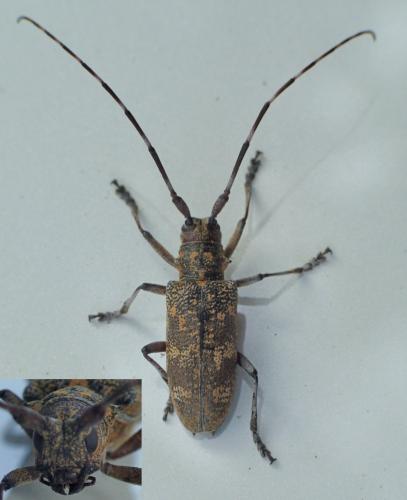 Réf. 239 011 : Monochamus galloprovincialis