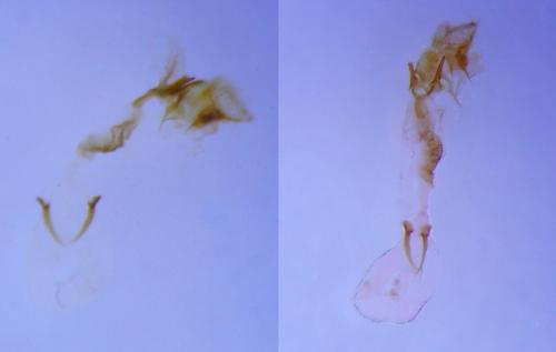 Réf. 239 185 : Caloptilia robustella