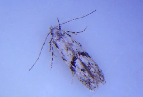 Stenolechia gemmella