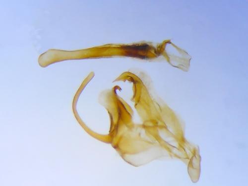 Réf. 239 445 : Xanthorhoe ferrugata