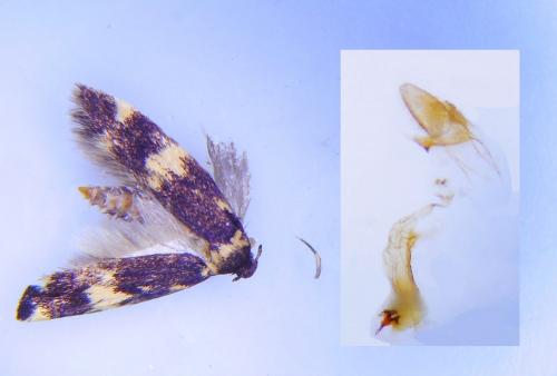 Oegoconia novimundi