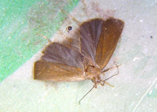 Réf. 239 974 : Acompsia cinerella