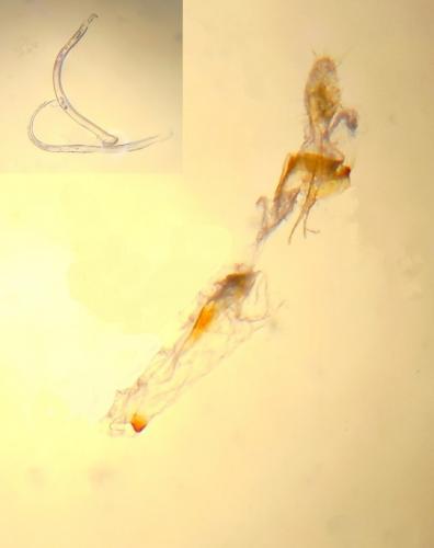 Réf. 239 976 : Acompsia cinerella