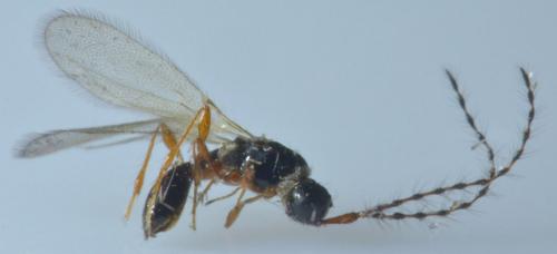 Trichopria sp.