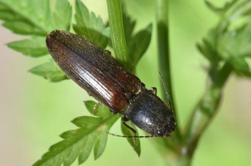 Réf. 239 412 : Athous haemorrhoidalis