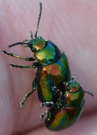 Chrysolina fastuosa