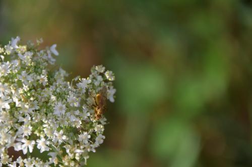 Scathophaga stercoraria