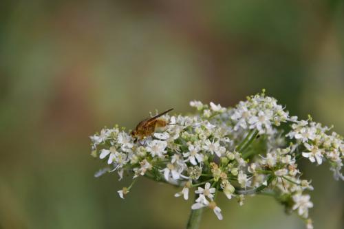 Scathophaga stercoraria