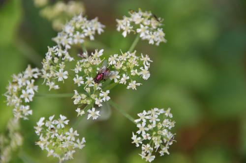 Lucilia sp.
