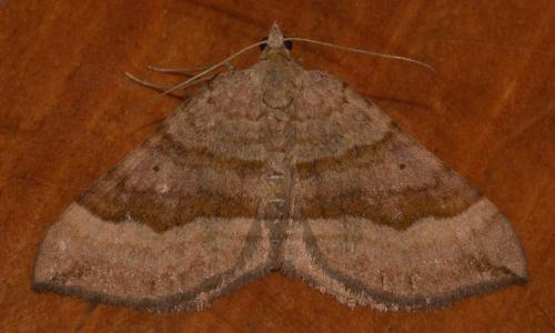 Réf. 239 712 : Scotopteryx chenopodiata