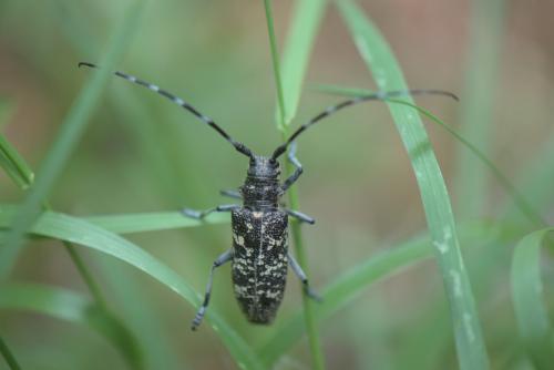 Réf. 239 650 : Monochamus sutor