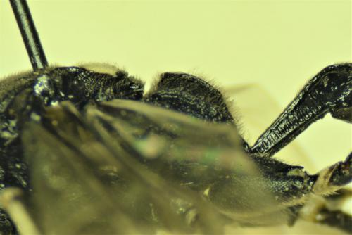 Amblyjoppa proteus