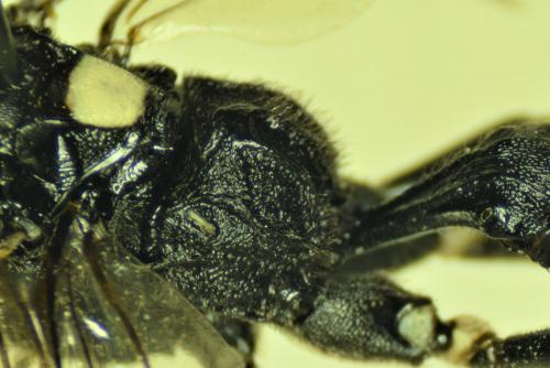 Réf. 239 995 : Amblyjoppa proteus