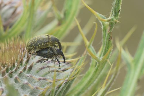 Réf. 239 351 : Larinus sturnus