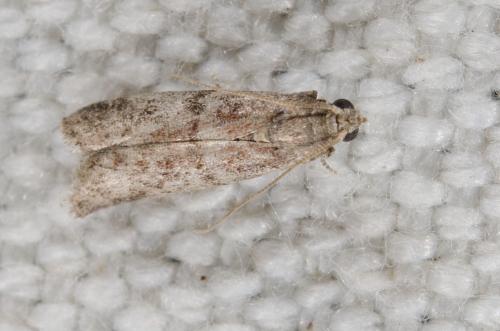 Réf. 239 057 : Ephestia sp.