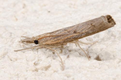 Pediasia contaminella