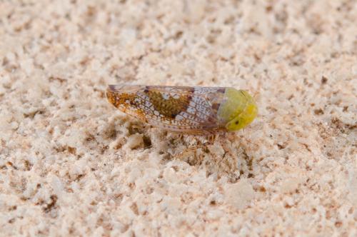 Réf. 239 165 : Hishimonus sp.