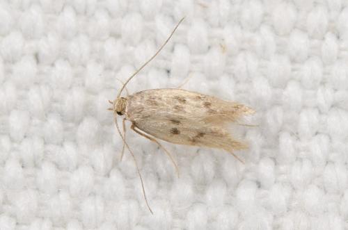 Réf. 239 163 : Borkhausenia nefrax
