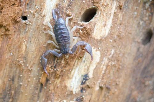 Euscorpius sp.